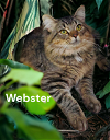 adoptable Cat in newport news, VA named Webster