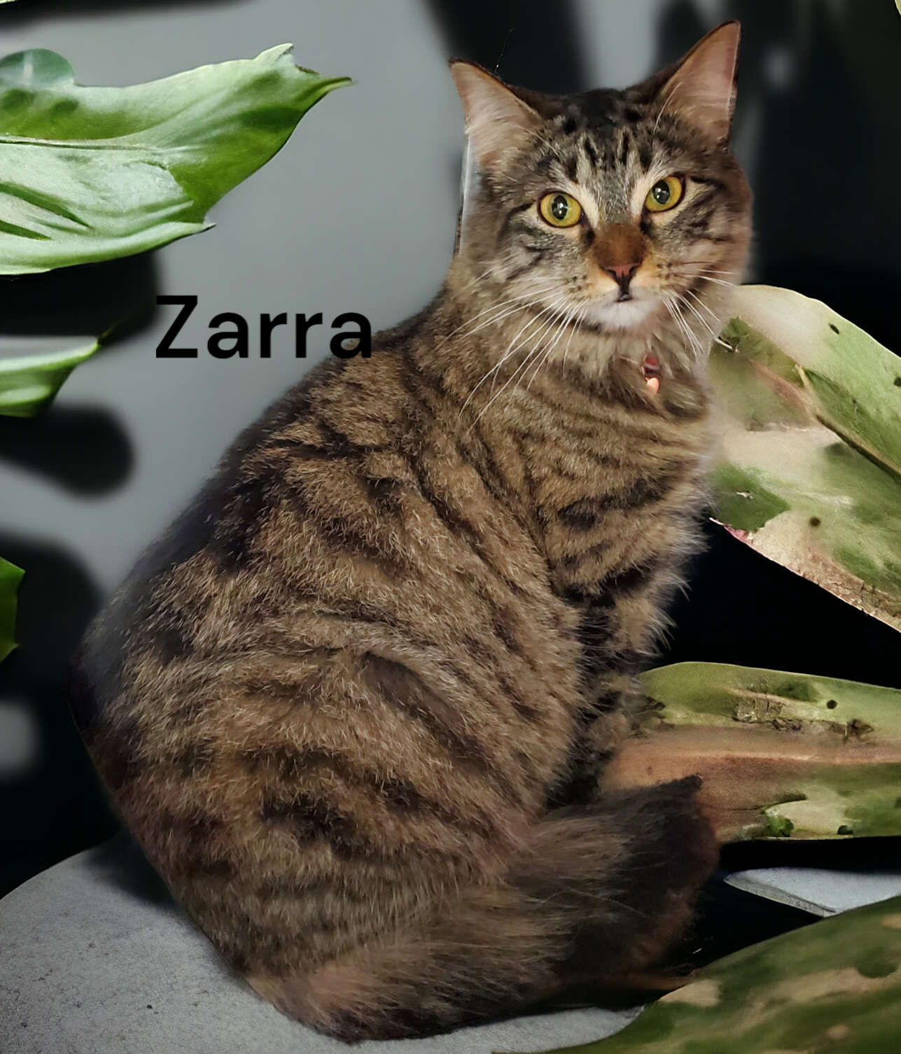 adoptable Cat in Newport News, VA named Zarra