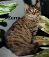 adoptable Cat in newport news, VA named Zarra