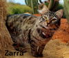 Zarra