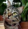 Zarra