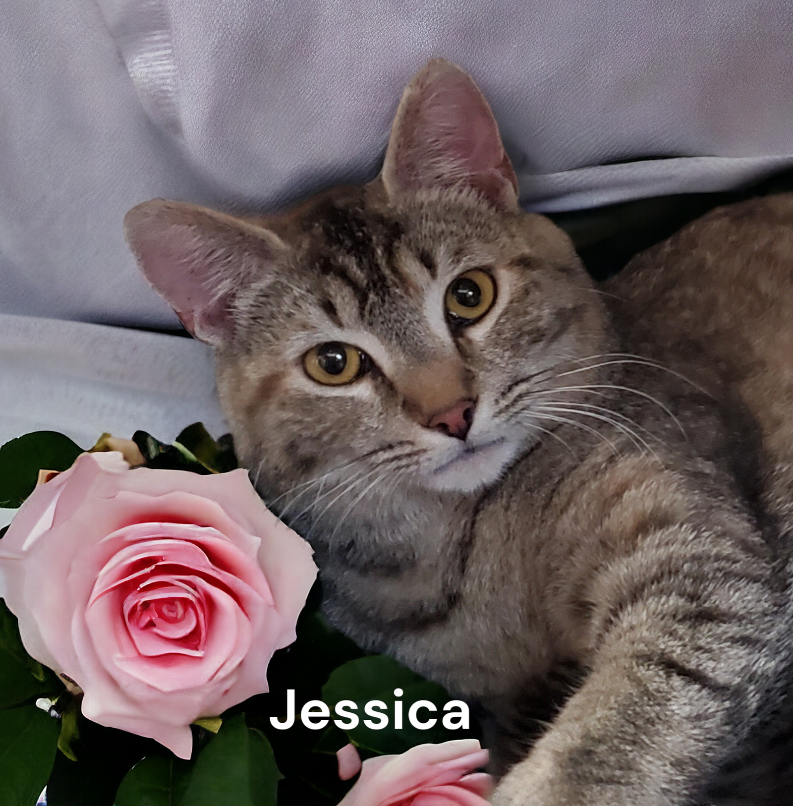 adoptable Cat in Chesapeake, VA named Jessica