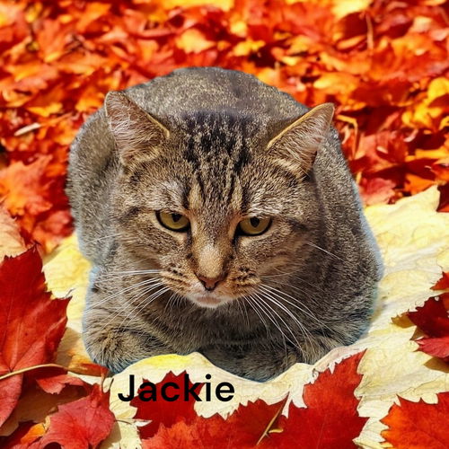 Jackie