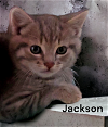 adoptable Cat in chesapeake, VA named Jackson