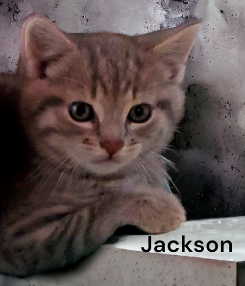 Jackson