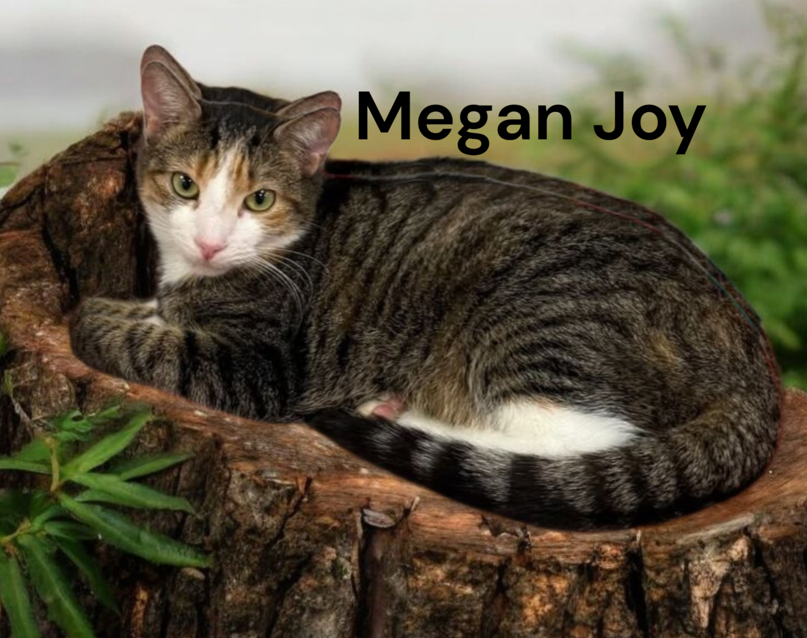 Megan Joy Image