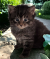 Talia