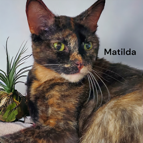 Matilda