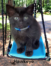 adoptable Cat in chesapeake, VA named Hawkeye