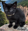 adoptable Cat in chesapeake, VA named Hudson