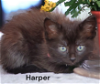 adoptable Cat in chesapeake, VA named Harper