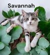 adoptable Cat in newport, OR named Savannah