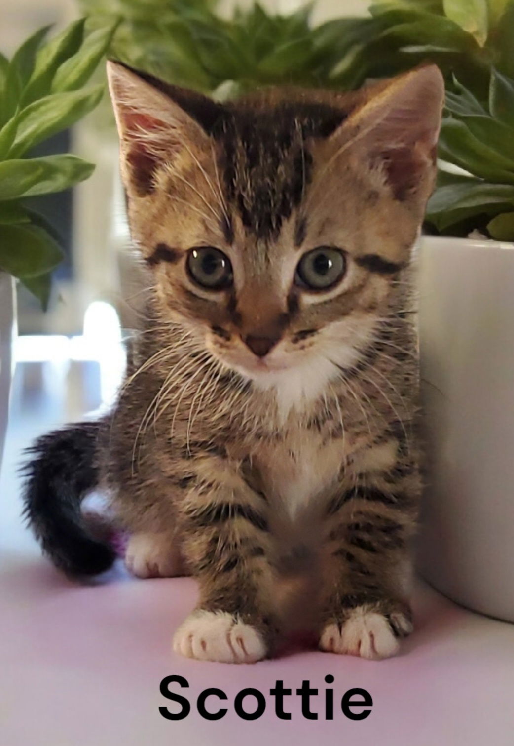 adoptable Cat in Chesapeake, VA named Scottie