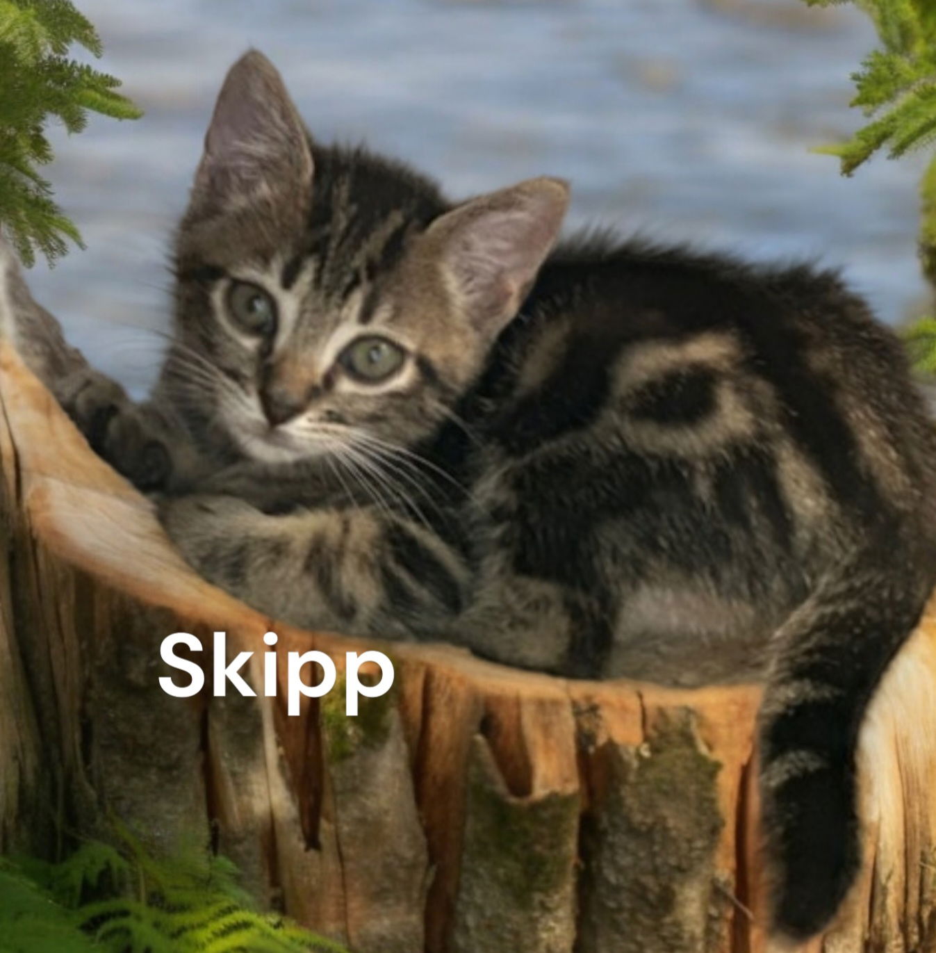 adoptable Cat in Newport News, VA named Skipp