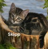 adoptable Cat in newport, OR named Skipp