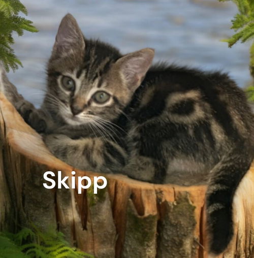 Skipp