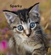 Sparky