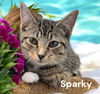 Sparky