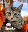 adoptable Cat in Chesapeake, VA named Sparky