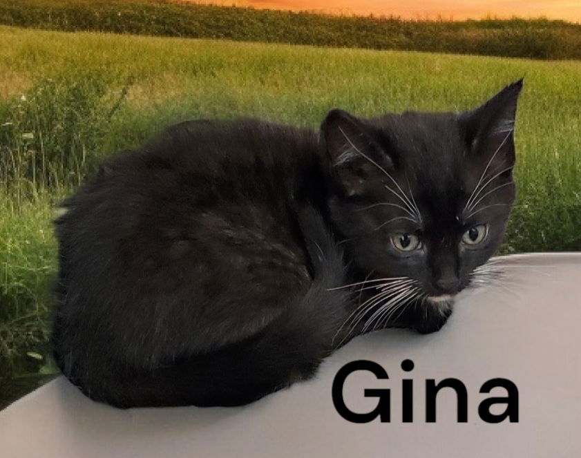 adoptable Cat in Chesapeake, VA named Gina