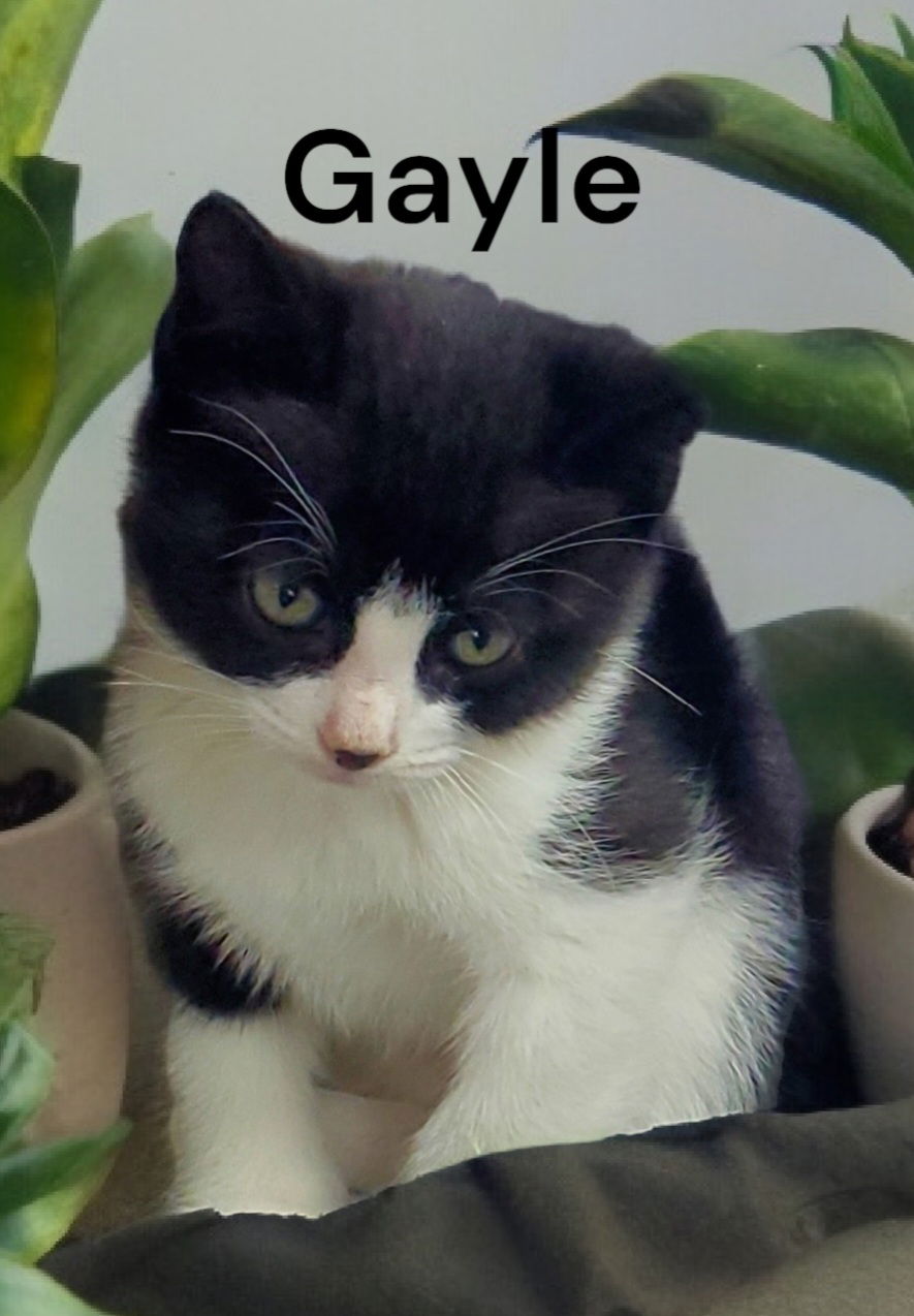 adoptable Cat in Weems, VA named Gayle