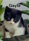adoptable Cat in , VA named Gayle