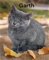 adoptable Cat in , VA named Garth