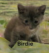 Birdie