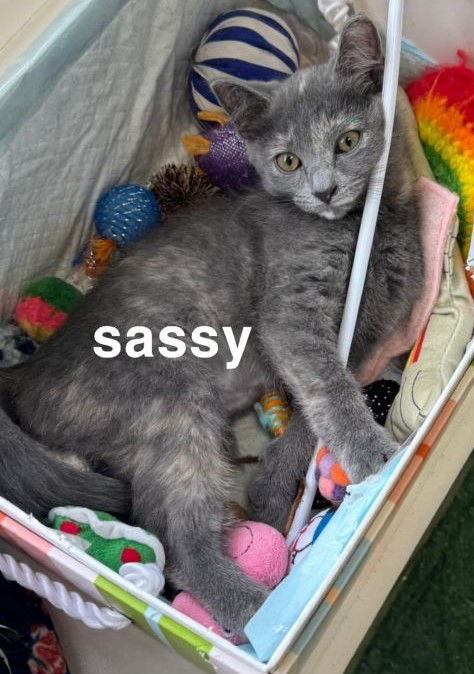 adoptable Cat in Chesapeake, VA named Sassy