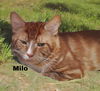 Milo