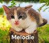 Melodie