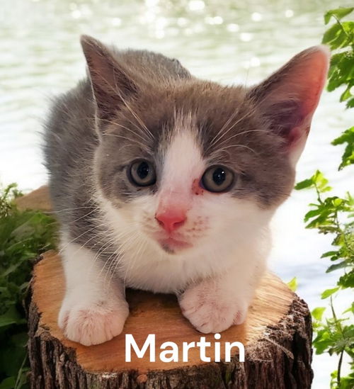 Martin