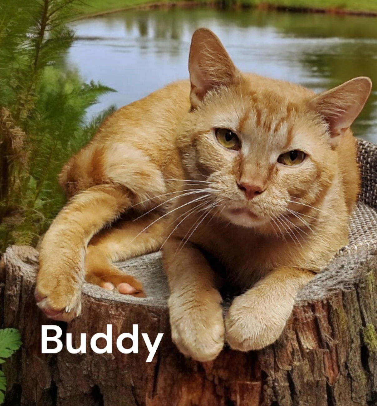 adoptable Cat in Chesapeake, VA named Buddy