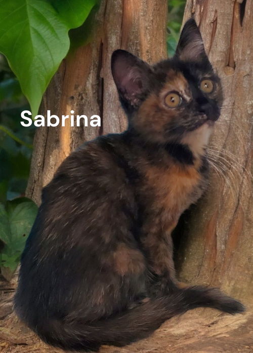 Sabrina