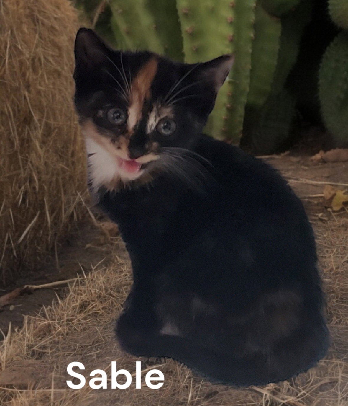 Cats for Adoption in Lancaster County, Virginia Alpha Paw