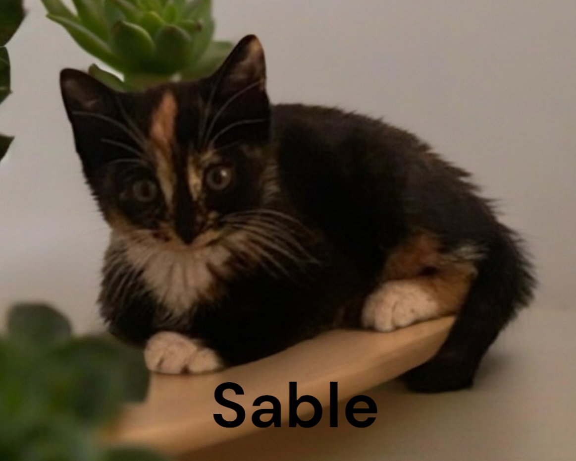 Cats for Adoption in Lancaster County, Virginia Alpha Paw