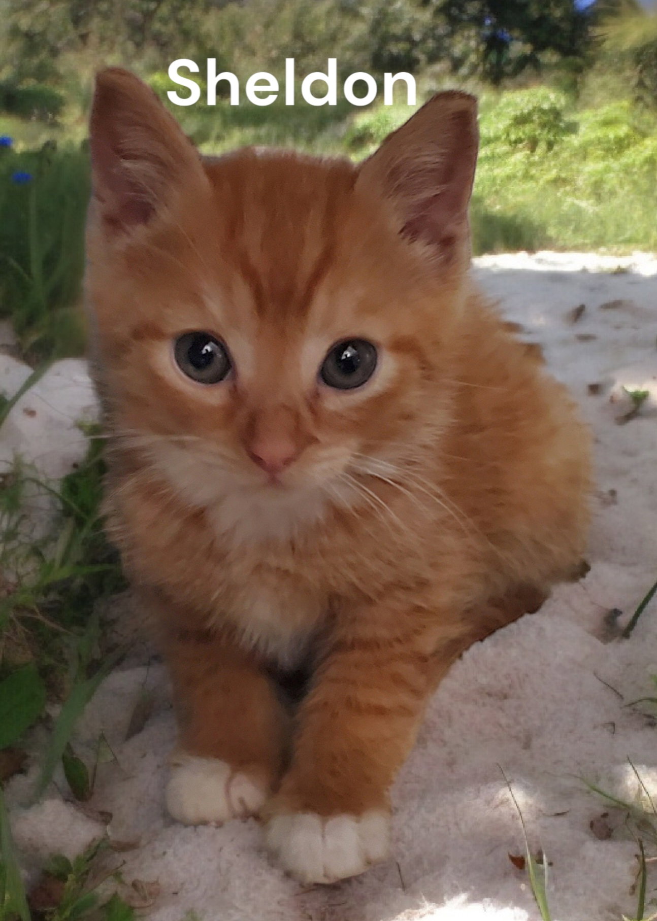 Cats for Adoption in Newport News, Virginia Alpha Paw