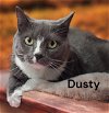 Dusty