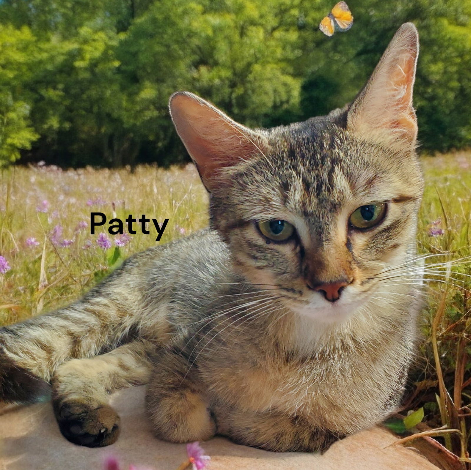 adoptable Cat in Newport News, VA named Patty