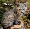 Grayson