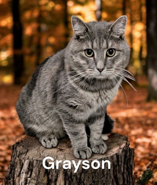 Grayson