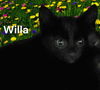 Willa