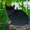 Willa