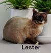 Lester