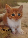 McCoy