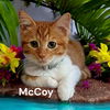 McCoy