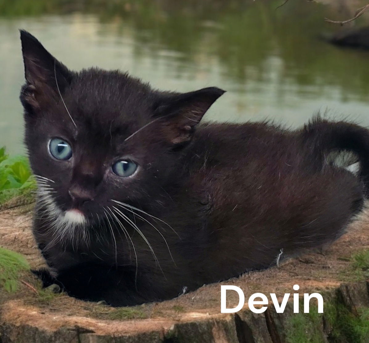 adoptable Cat in Chesapeake, VA named Devin