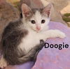 Doogie