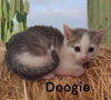 Doogie