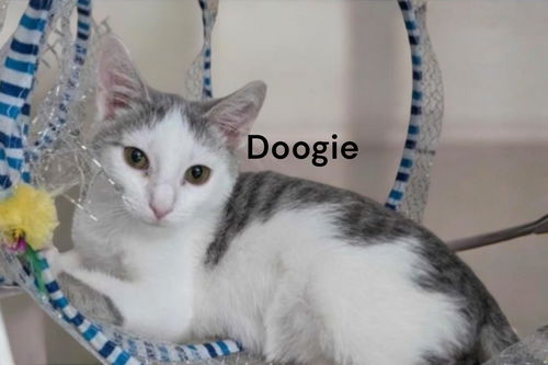 Doogie